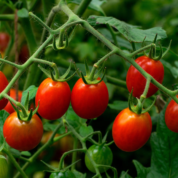 Tomato Juliet F1