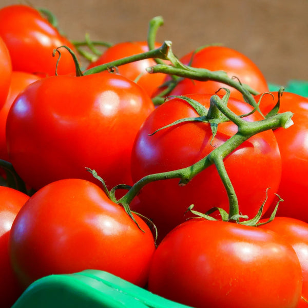 Tomate Marmande