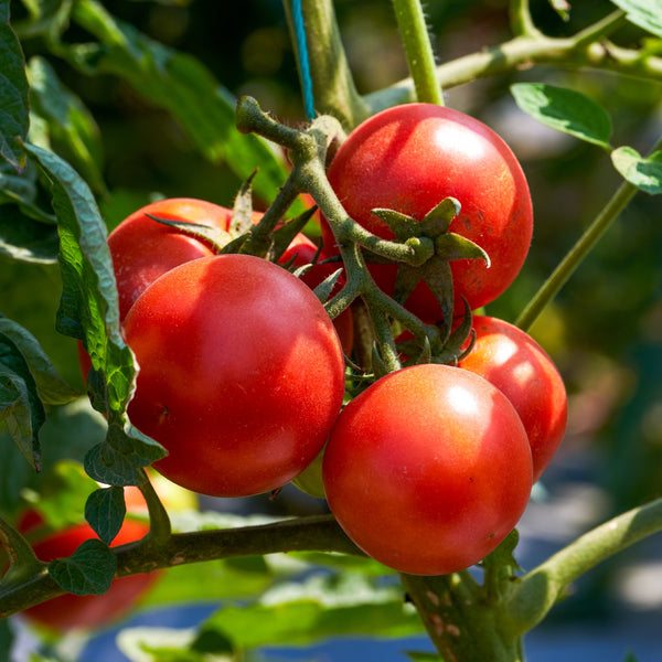 Tomate Mega Fantastique F1