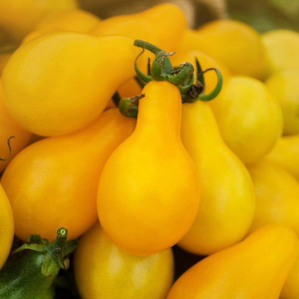 Tomate Poire Jaune