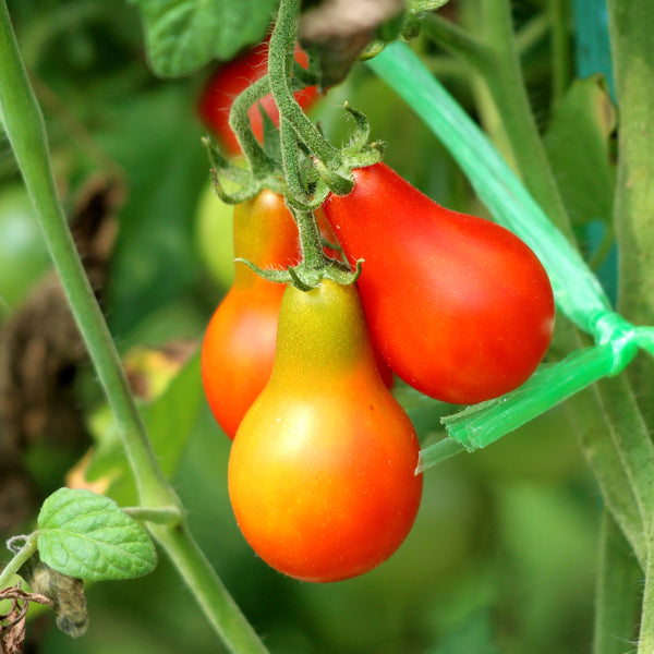 Tomate Poire Rouge