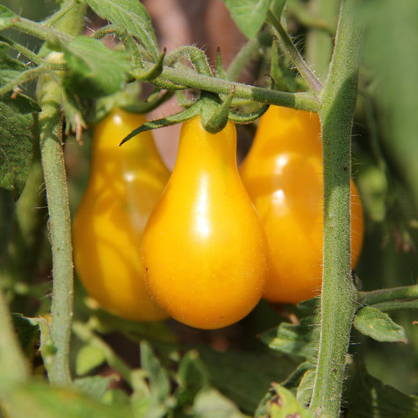 Tomate Poire Jaune