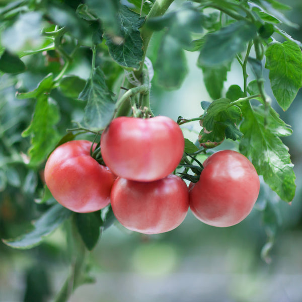 Tomato 'Rose de Berne'