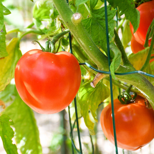 Tomate 'Beefsteak' bio