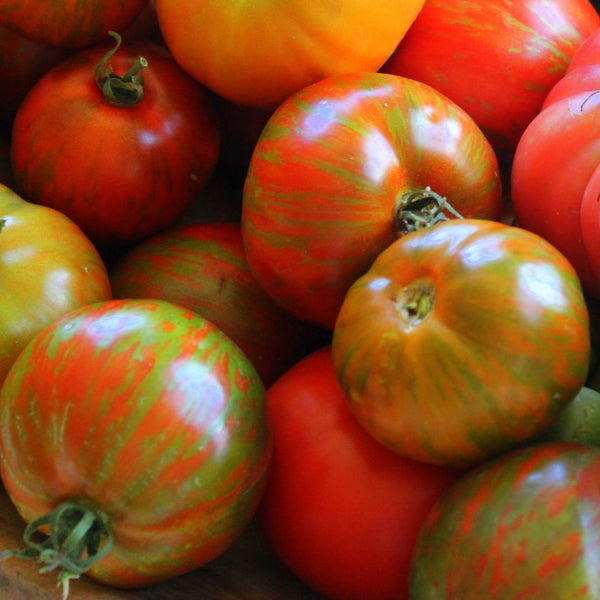 Tomate marbrée 'Beefy Purple' bio