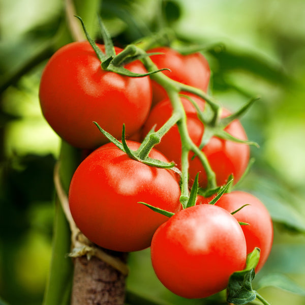 Tomato 'Bonny Best Improved'