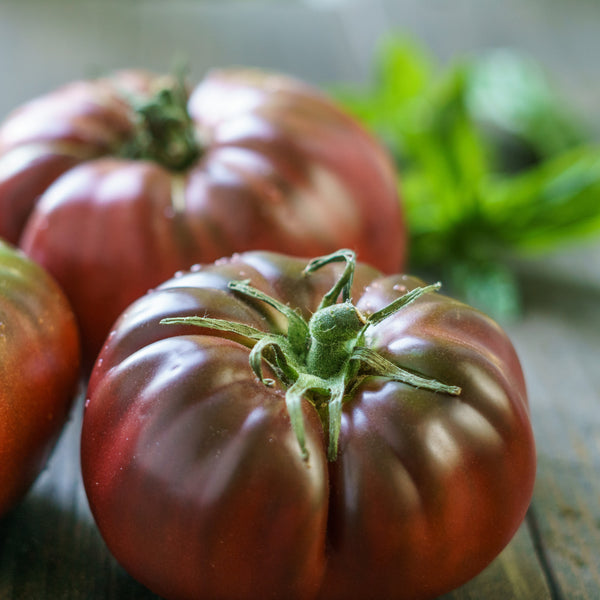 Tomato Black Brandywine organic