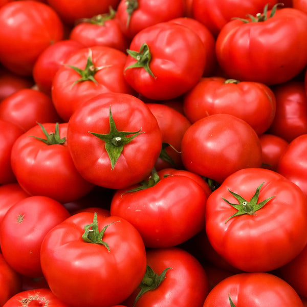 Tomato 'Centennial Rocket'