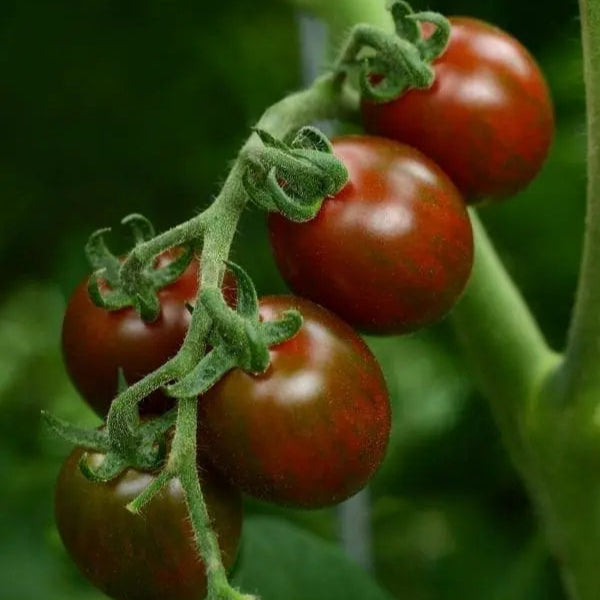 Tomato Chocolate Sprinkles F1