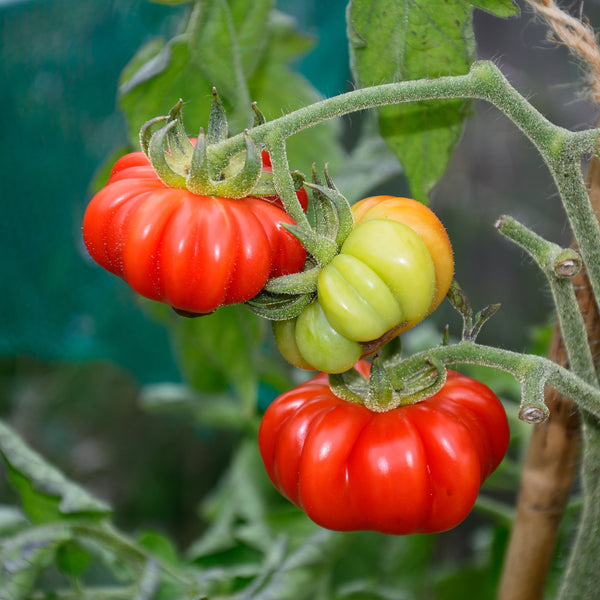 Tomate 'Costoluto Fiorentino'