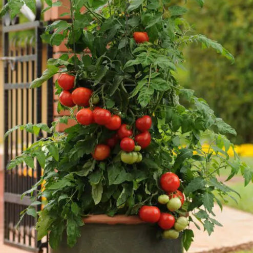 Tomate Homeslice F1 Collection Patio