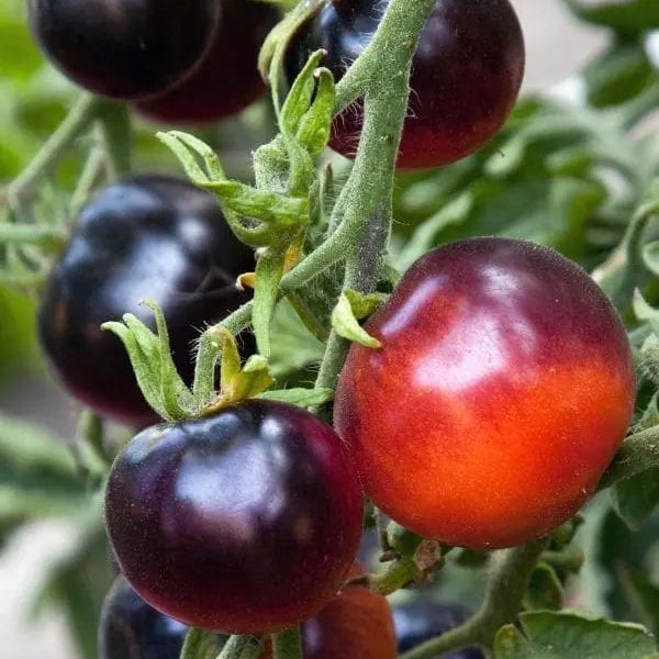 Tomate 'Indigo Ruby'