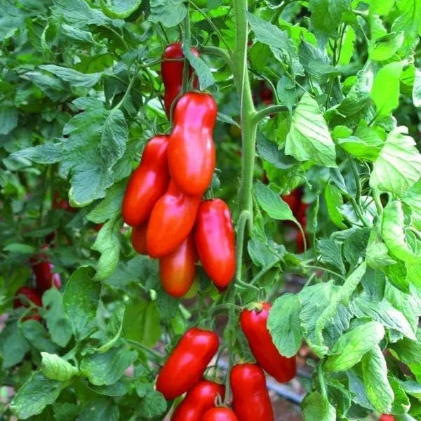 Tomate Italienne Pozzano F1