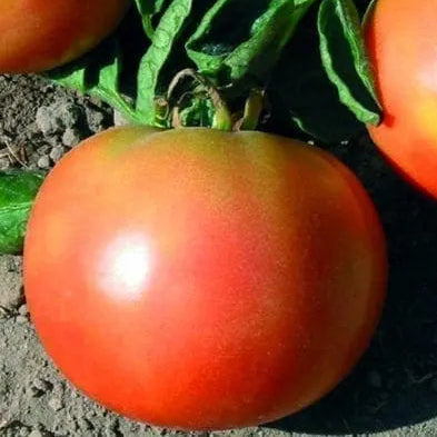 Long Keeper Tomato