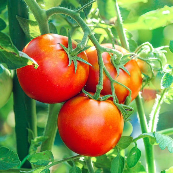 Tomato 'Merville Rocket'