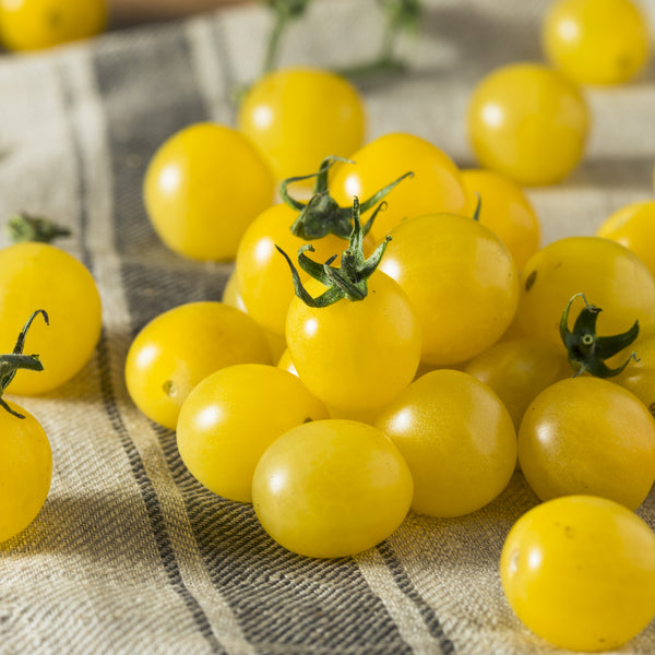 Tomato 'Napa Chardonnay'