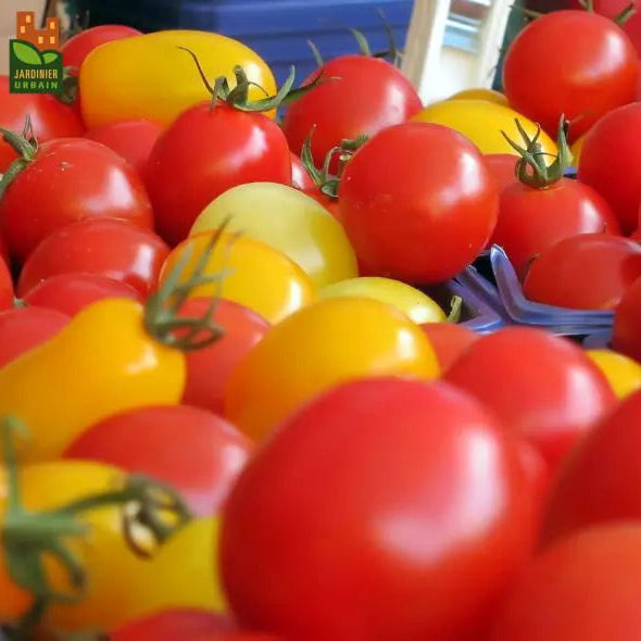 Tomate Petits fruits mélange