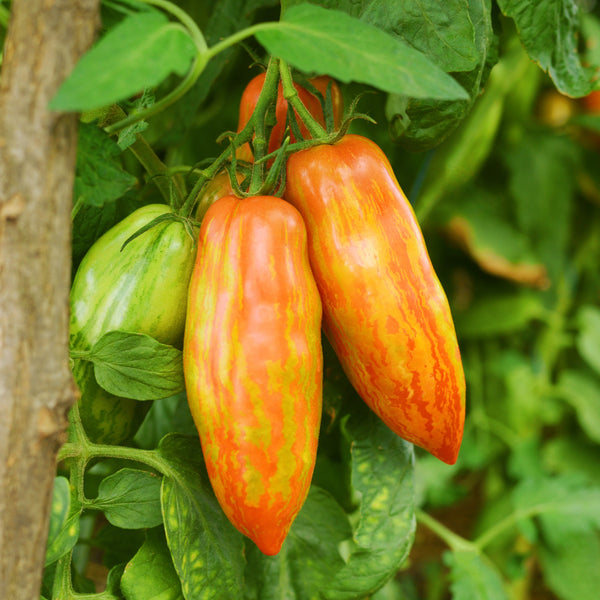 Organic 'Prairie Fire' Marbled Tomato