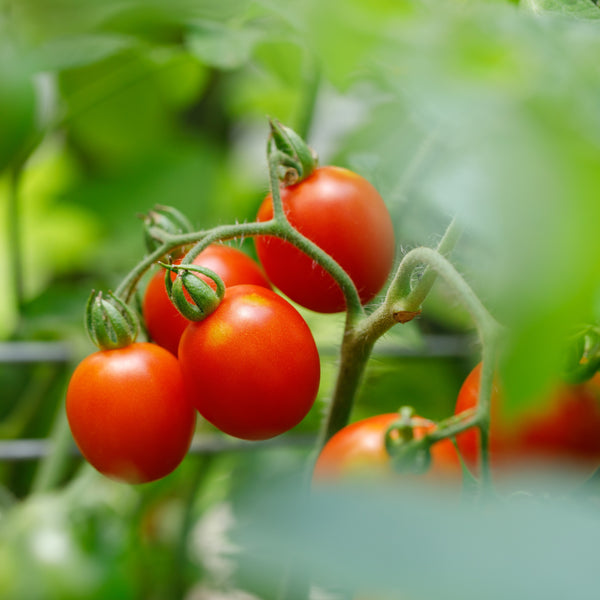 Tomate 'Principe Borghese'