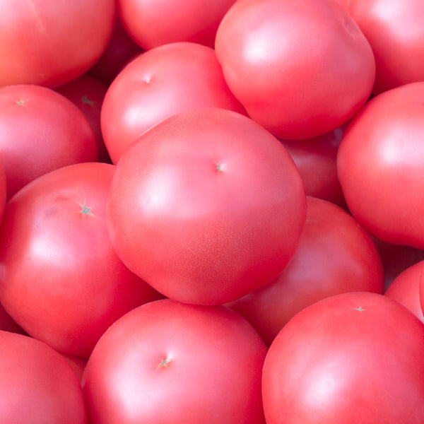 Tomate rose 'Pruden's Purple' bio