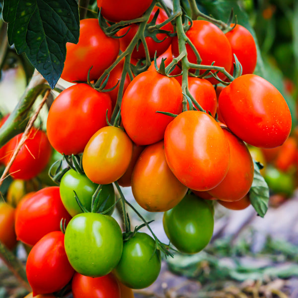 Tomate 'Roma VF'