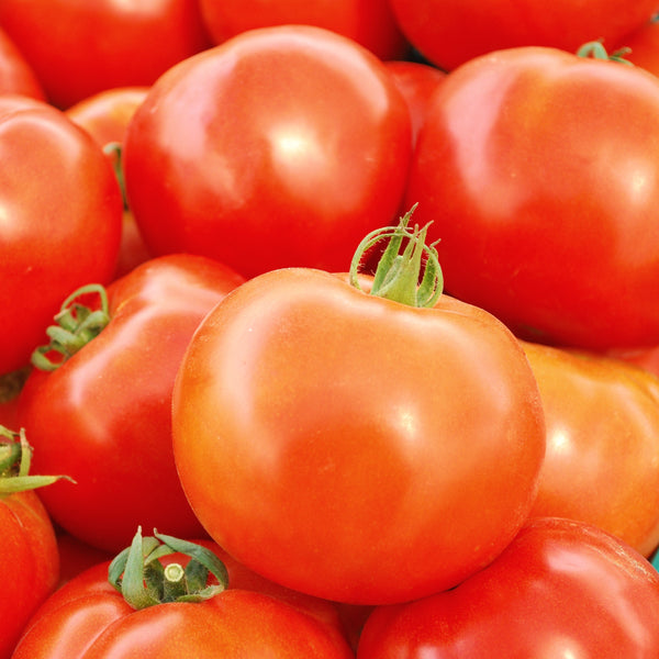 Organic 'Rutgers' Tomato