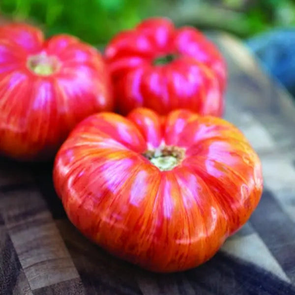 Tomate 'Stuffer Striped'