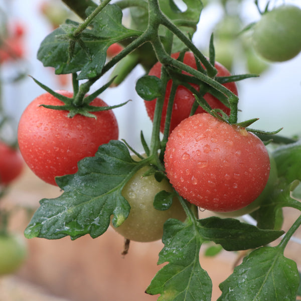 Organic pink tomato 'Trucker Favorite'