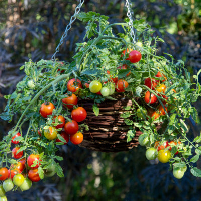 Tomate cerise Cherry Blast F1