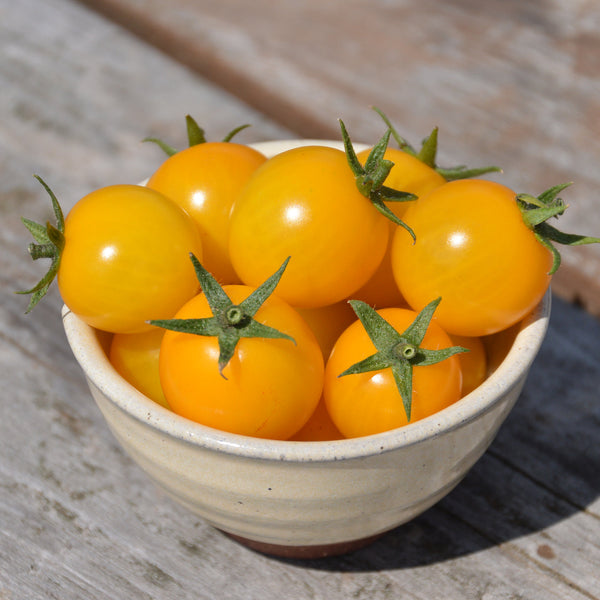 Organic Cherry Tomato 'Gold Nugget'