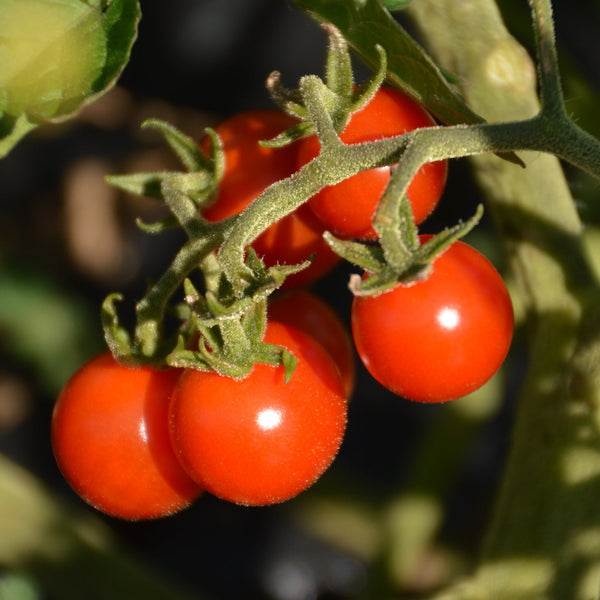 Organic Cherry Tomato 'Matt's Wild Cherry'