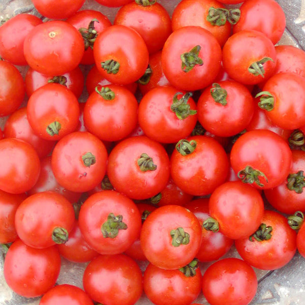 Organic Cherry Tomato 'Sub-Arctic'