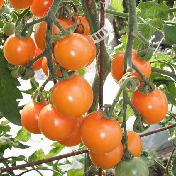 Organic Cherry Tomato 'Sungold'