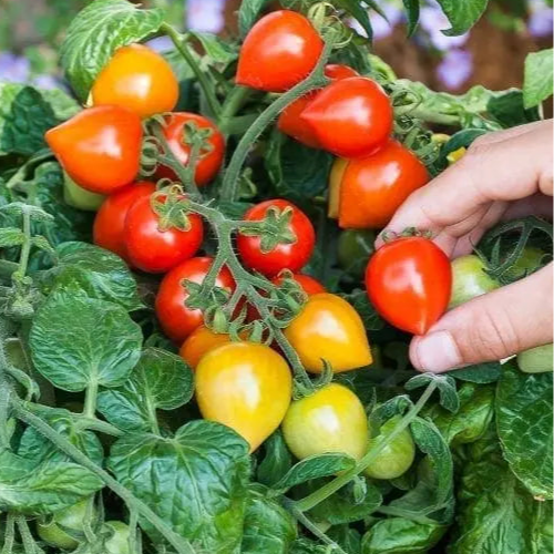 Tomate cerise 'Sweet Valentine' F1 patio