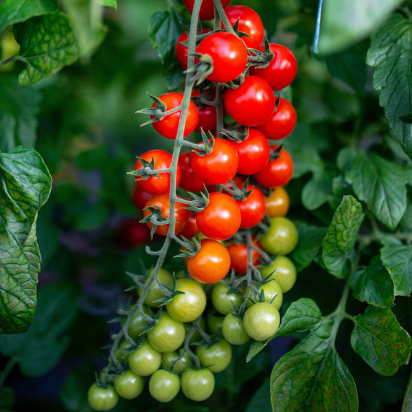 Cherry Tomato 'Toronjina' organic