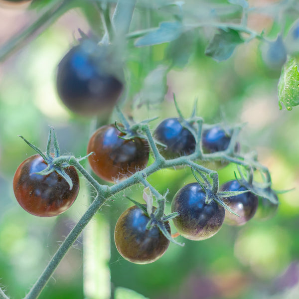 Tomate cerise noire