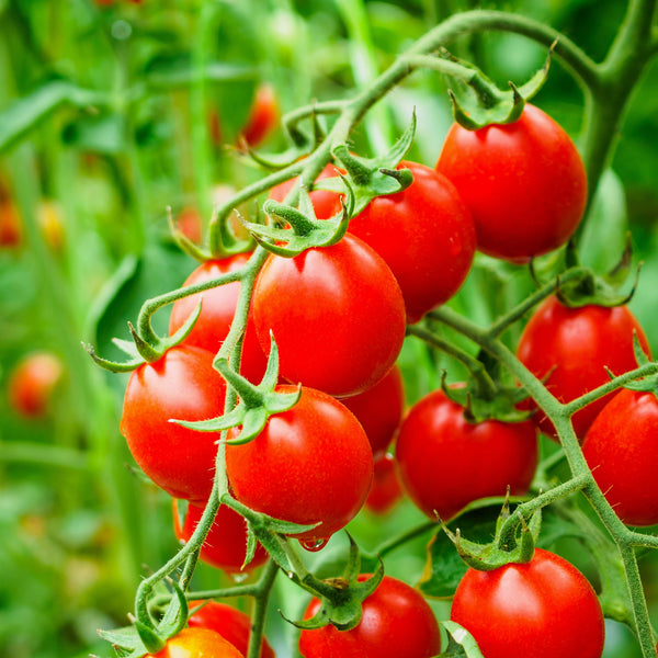 Tomate cerise rouge bio