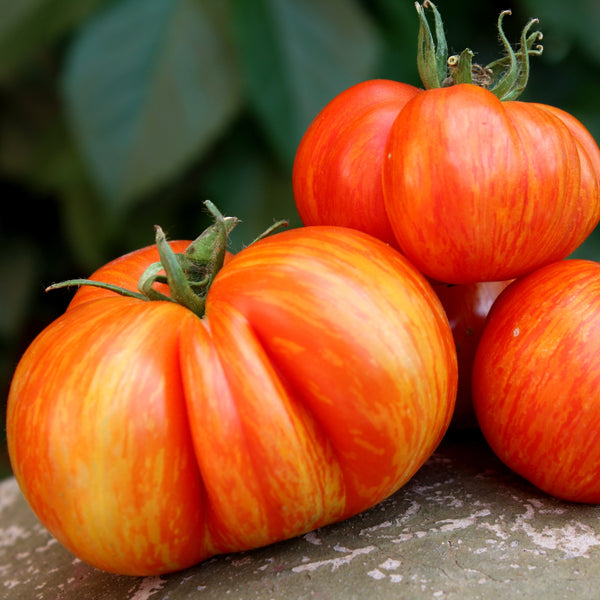 tomato Striped Heritage 