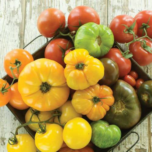 Organic large fruit mixed tomatoes