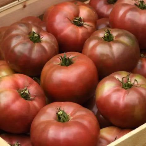 Hybrid tomato 'Darkstar'