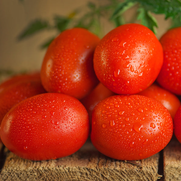 Italian tomato 'Plum Regal'