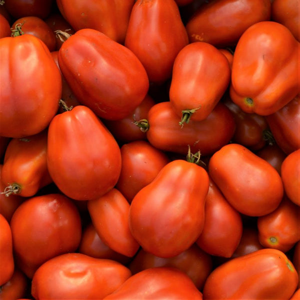 Tomate Italienne ‘Roma’ bio