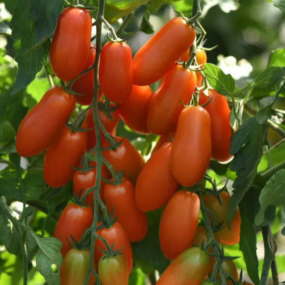 Italian Tomato San Marzano Marzito F1 