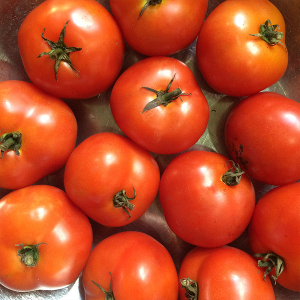 Organic Standard Tomato 'Czech's Bush'