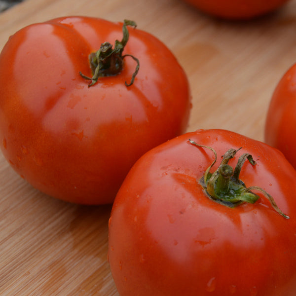 Organic 'Manitoba' Tomato