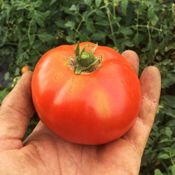 Organic 'Merveille des Marchés' Tomato