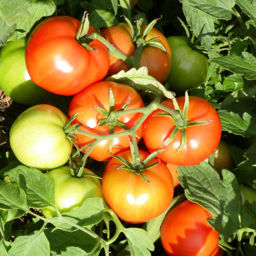 Organic 'Mountain Princess' tomato