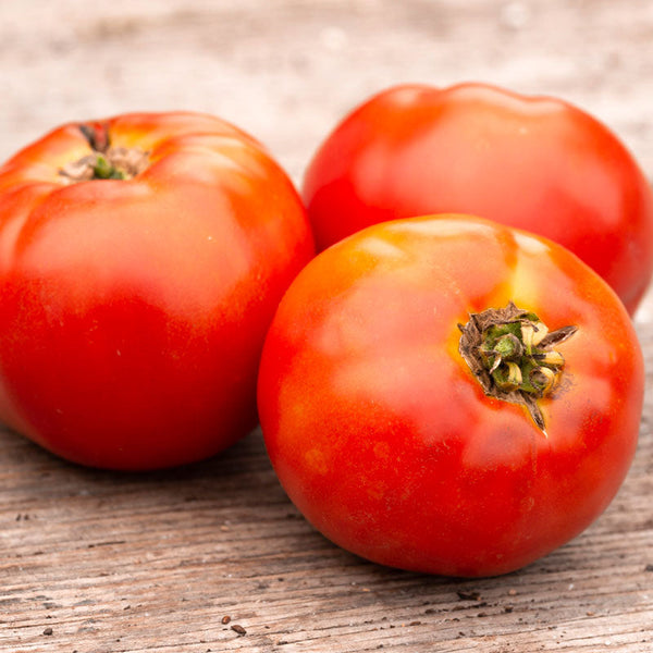 Organic 'Plourde' tomato