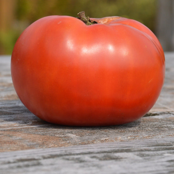 Organic 'Rose de Berne' tomato