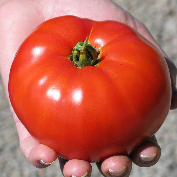 Organic 'Siletz' Tomato